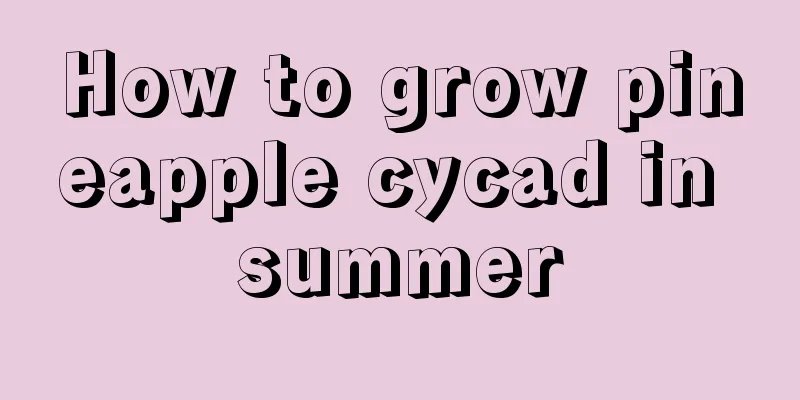 How to grow pineapple cycad in summer