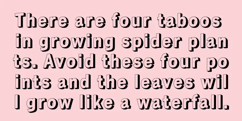 There are four taboos in growing spider plants. Avoid these four points and the leaves will grow like a waterfall.