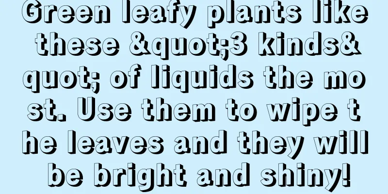 Green leafy plants like these "3 kinds" of liquids the most. Use them to wipe the leaves and they will be bright and shiny!