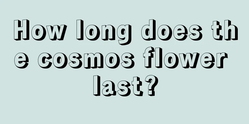 How long does the cosmos flower last?