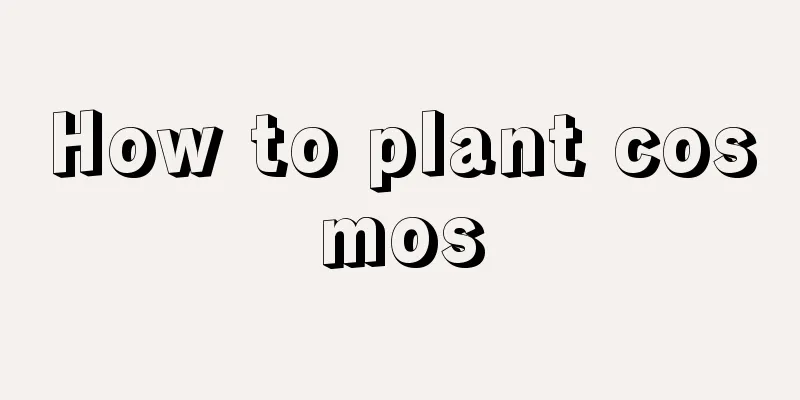 How to plant cosmos