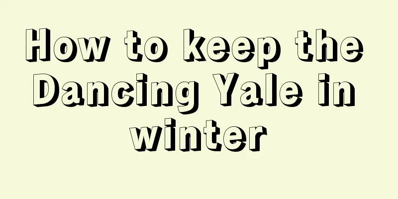 How to keep the Dancing Yale in winter