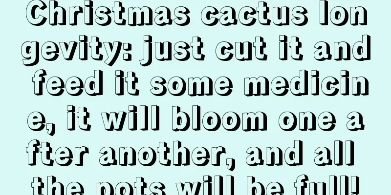 Christmas cactus longevity: just cut it and feed it some medicine, it will bloom one after another, and all the pots will be full!