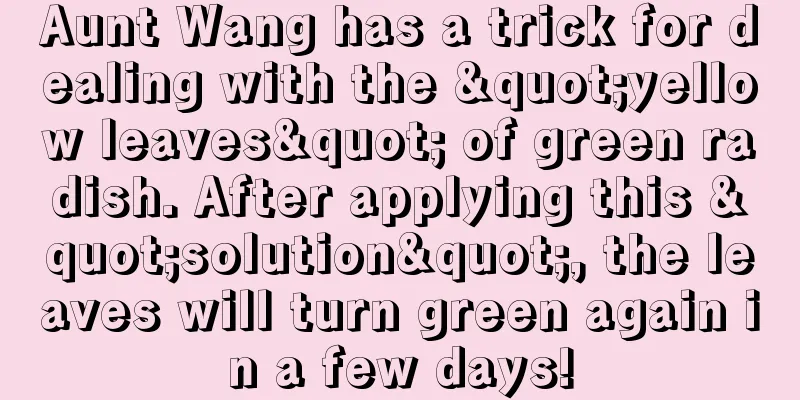 Aunt Wang has a trick for dealing with the "yellow leaves" of green radish. After applying this "solution", the leaves will turn green again in a few days!