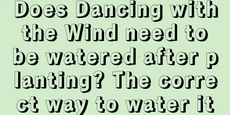 Does Dancing with the Wind need to be watered after planting? The correct way to water it