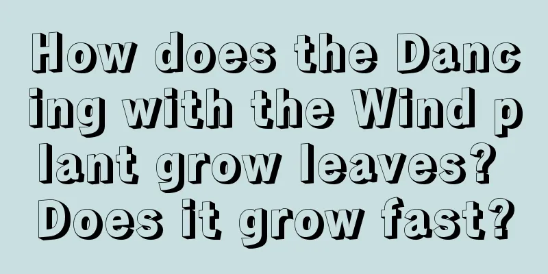 How does the Dancing with the Wind plant grow leaves? Does it grow fast?