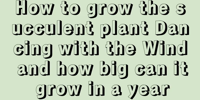 How to grow the succulent plant Dancing with the Wind and how big can it grow in a year