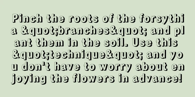 Pinch the roots of the forsythia "branches" and plant them in the soil. Use this "technique" and you don't have to worry about enjoying the flowers in advance!