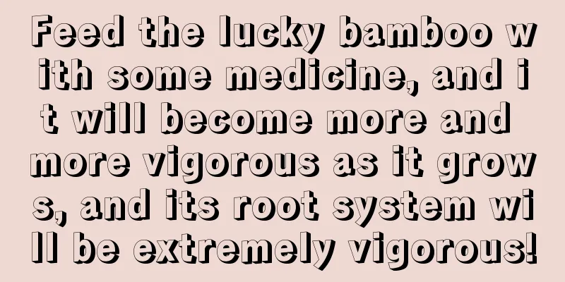 Feed the lucky bamboo with some medicine, and it will become more and more vigorous as it grows, and its root system will be extremely vigorous!