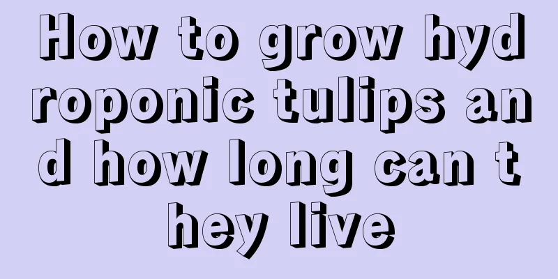 How to grow hydroponic tulips and how long can they live