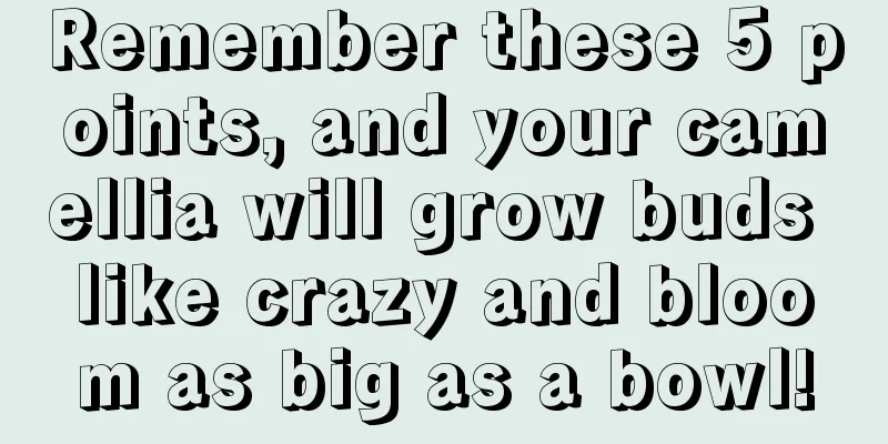 Remember these 5 points, and your camellia will grow buds like crazy and bloom as big as a bowl!