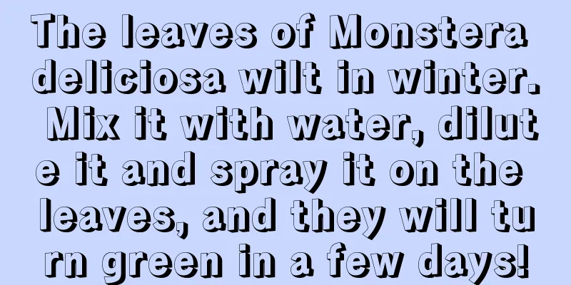 The leaves of Monstera deliciosa wilt in winter. Mix it with water, dilute it and spray it on the leaves, and they will turn green in a few days!