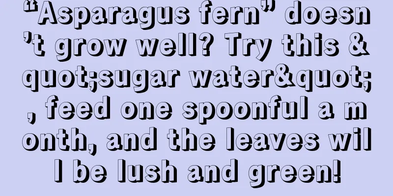 “Asparagus fern” doesn’t grow well? Try this "sugar water", feed one spoonful a month, and the leaves will be lush and green!