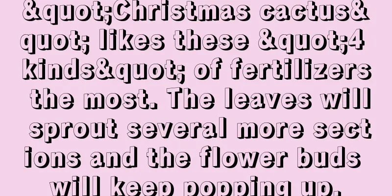 "Christmas cactus" likes these "4 kinds" of fertilizers the most. The leaves will sprout several more sections and the flower buds will keep popping up.