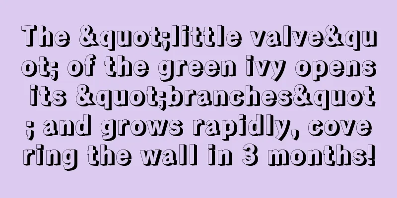 The "little valve" of the green ivy opens its "branches" and grows rapidly, covering the wall in 3 months!