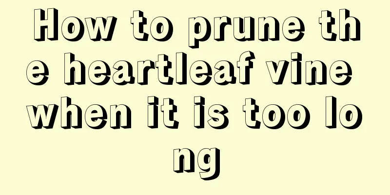 How to prune the heartleaf vine when it is too long