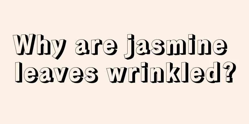 Why are jasmine leaves wrinkled?