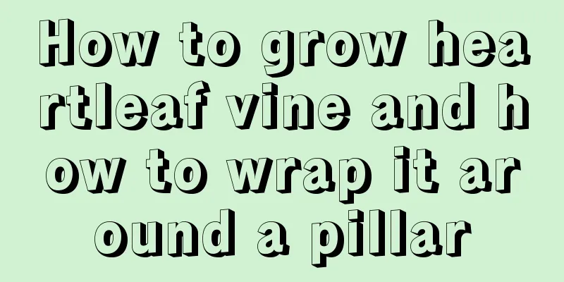 How to grow heartleaf vine and how to wrap it around a pillar