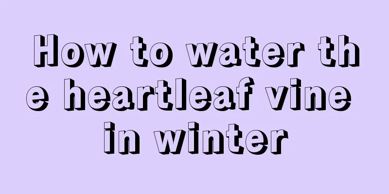 How to water the heartleaf vine in winter