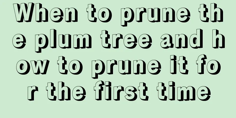 When to prune the plum tree and how to prune it for the first time