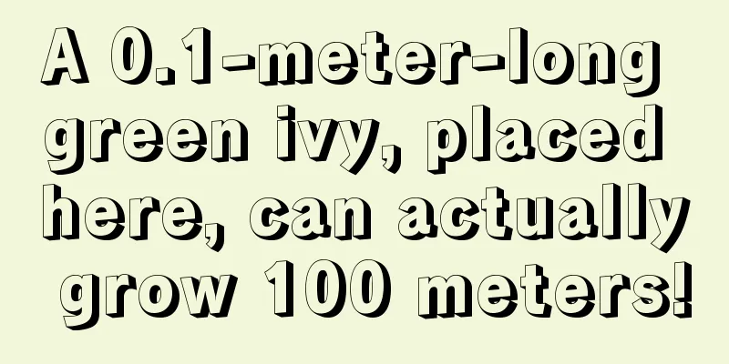 A 0.1-meter-long green ivy, placed here, can actually grow 100 meters!