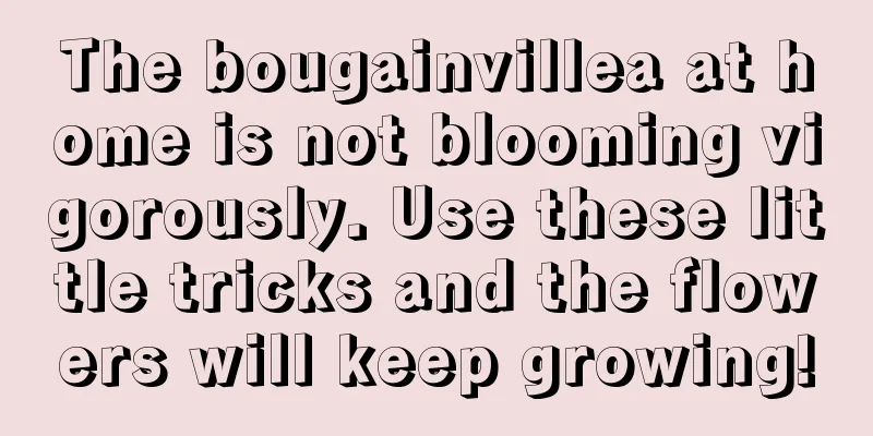 The bougainvillea at home is not blooming vigorously. Use these little tricks and the flowers will keep growing!