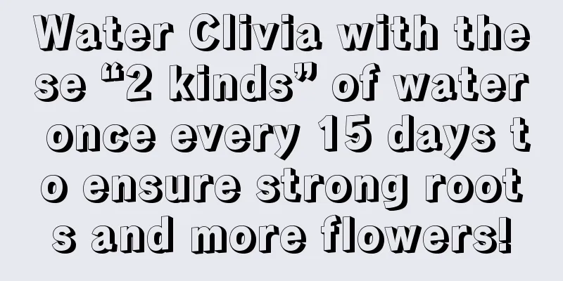 Water Clivia with these “2 kinds” of water once every 15 days to ensure strong roots and more flowers!