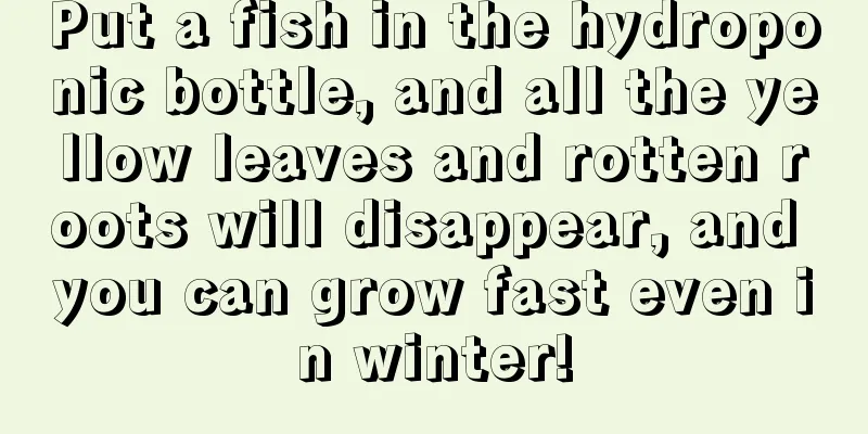 Put a fish in the hydroponic bottle, and all the yellow leaves and rotten roots will disappear, and you can grow fast even in winter!