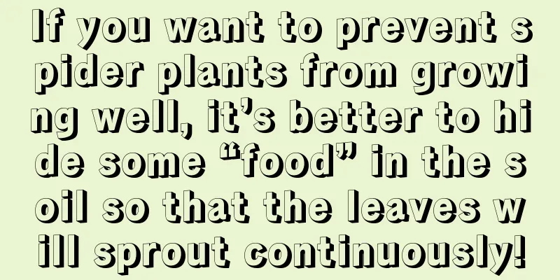 If you want to prevent spider plants from growing well, it’s better to hide some “food” in the soil so that the leaves will sprout continuously!