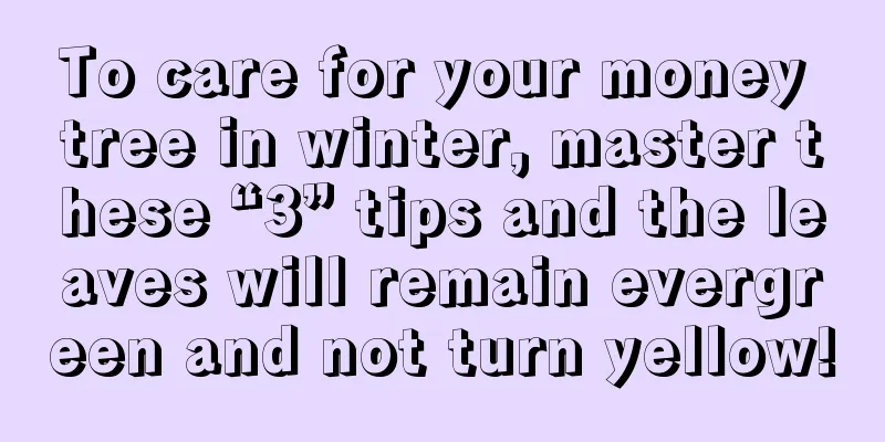 To care for your money tree in winter, master these “3” tips and the leaves will remain evergreen and not turn yellow!