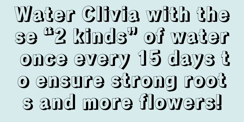 Water Clivia with these “2 kinds” of water once every 15 days to ensure strong roots and more flowers!