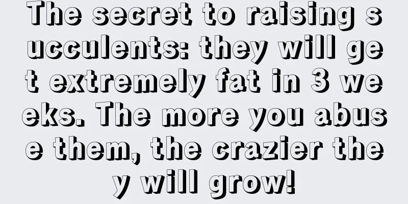 The secret to raising succulents: they will get extremely fat in 3 weeks. The more you abuse them, the crazier they will grow!