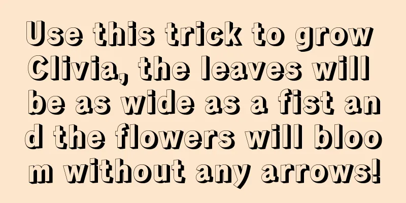 Use this trick to grow Clivia, the leaves will be as wide as a fist and the flowers will bloom without any arrows!