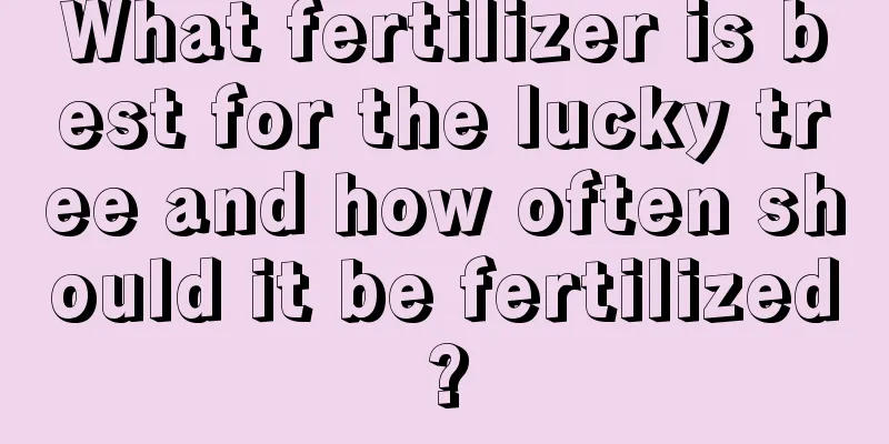 What fertilizer is best for the lucky tree and how often should it be fertilized?