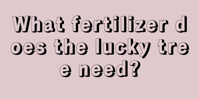 What fertilizer does the lucky tree need?