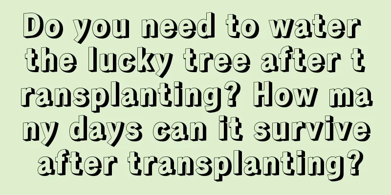 Do you need to water the lucky tree after transplanting? How many days can it survive after transplanting?