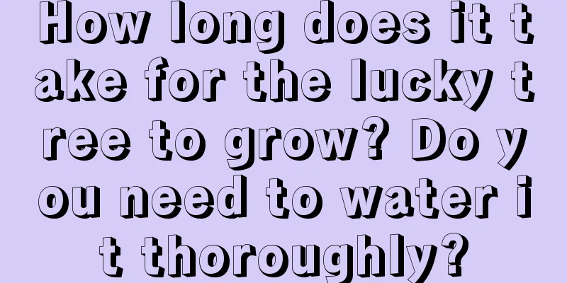 How long does it take for the lucky tree to grow? Do you need to water it thoroughly?