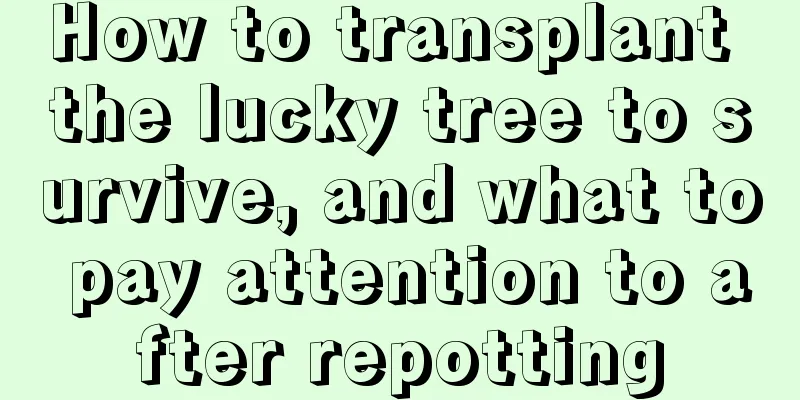 How to transplant the lucky tree to survive, and what to pay attention to after repotting