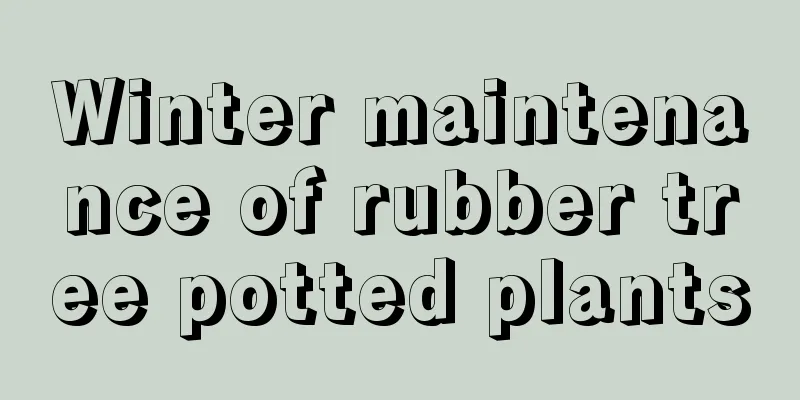 Winter maintenance of rubber tree potted plants