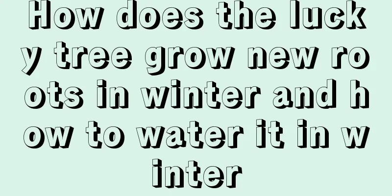 How does the lucky tree grow new roots in winter and how to water it in winter