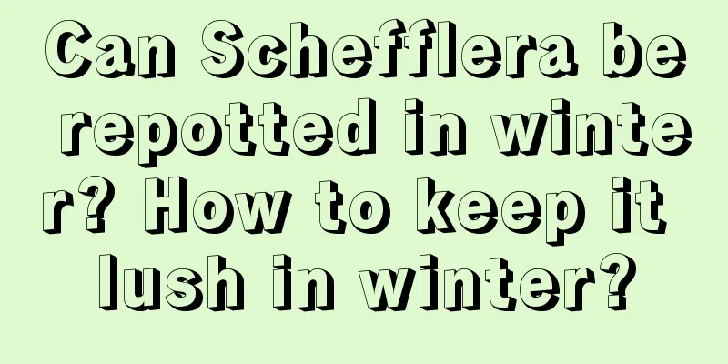 Can Schefflera be repotted in winter? How to keep it lush in winter?