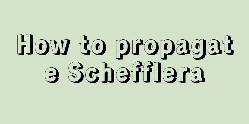 How to propagate Schefflera