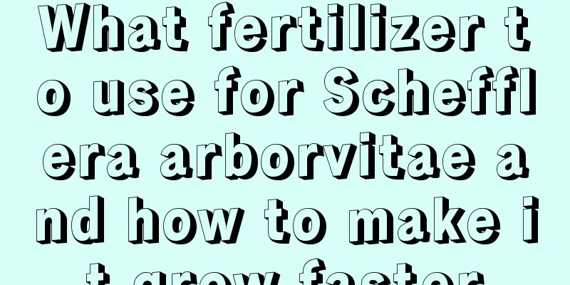 What fertilizer to use for Schefflera arborvitae and how to make it grow faster