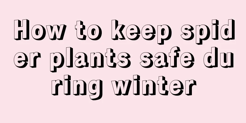 How to keep spider plants safe during winter