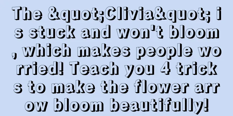 The "Clivia" is stuck and won't bloom, which makes people worried! Teach you 4 tricks to make the flower arrow bloom beautifully!