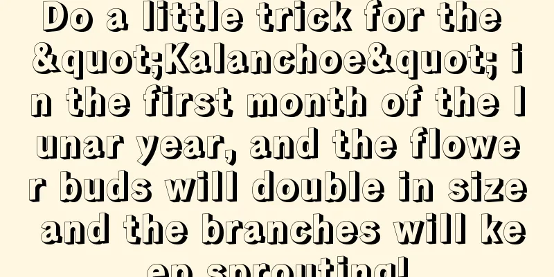 Do a little trick for the "Kalanchoe" in the first month of the lunar year, and the flower buds will double in size and the branches will keep sprouting!