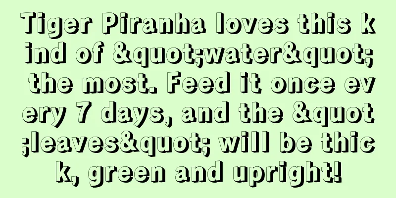 Tiger Piranha loves this kind of "water" the most. Feed it once every 7 days, and the "leaves" will be thick, green and upright!