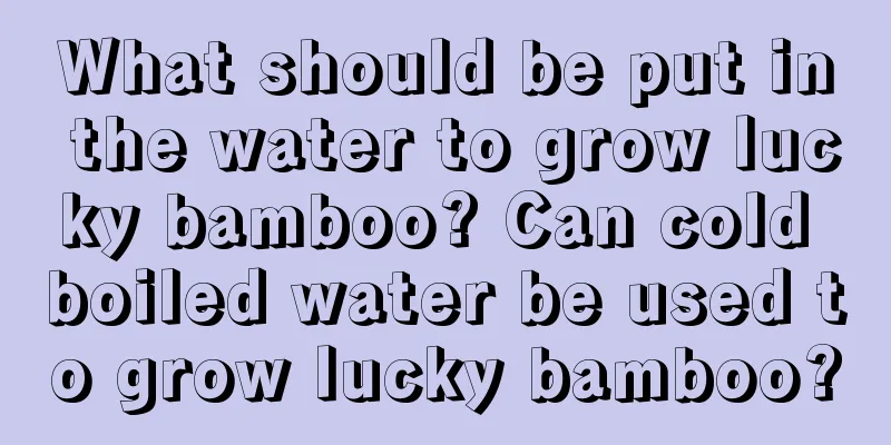 What should be put in the water to grow lucky bamboo? Can cold boiled water be used to grow lucky bamboo?