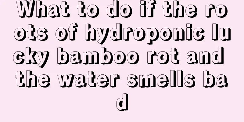 What to do if the roots of hydroponic lucky bamboo rot and the water smells bad