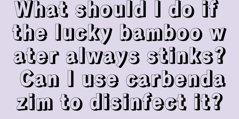 What should I do if the lucky bamboo water always stinks? Can I use carbendazim to disinfect it?